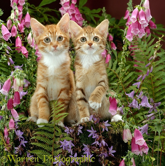 Red male and Ginger female spotted tabby kittens, 10 weeks old, among Foxgloves and Campanulas