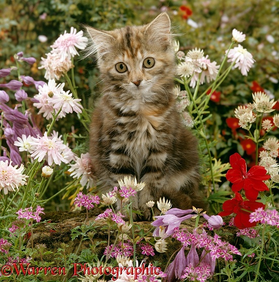 Long haired tabby kitten Powder puff, 10 weeks old, among flowers Hosta, Verbena, Aphrodite, Argyranthemum