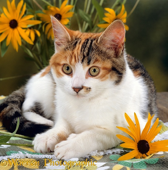 Tabby-tortoiseshell-and-white female cat, 4 months old, lying on garden table with Coneflowers
