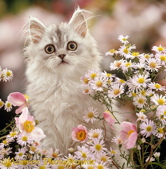 Silver tabby (Chinchilla x Persian) kitten among Michaelmas daisies and Japanese Anemones
