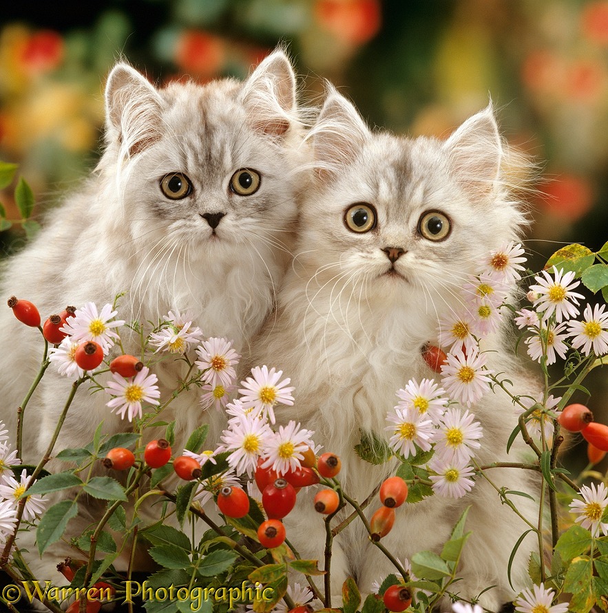 Two Silver tabby Persian kittens among Michaelmas daisies and Rose hips
