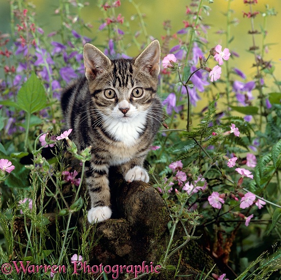 Tabby kitten among Red campion with Ivy-leaved bellflower and Hedge woundwort