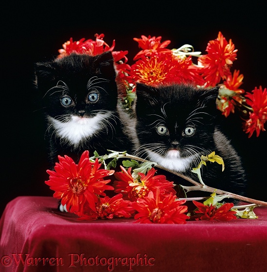 Black-and-white Persian-cross kittens with Chrysanthemums