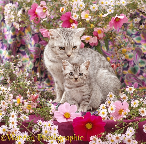 British shorthair silver spotted tabby cat, Zinnia, with her 8 weeks old kitten, Periwinkle, among flowers