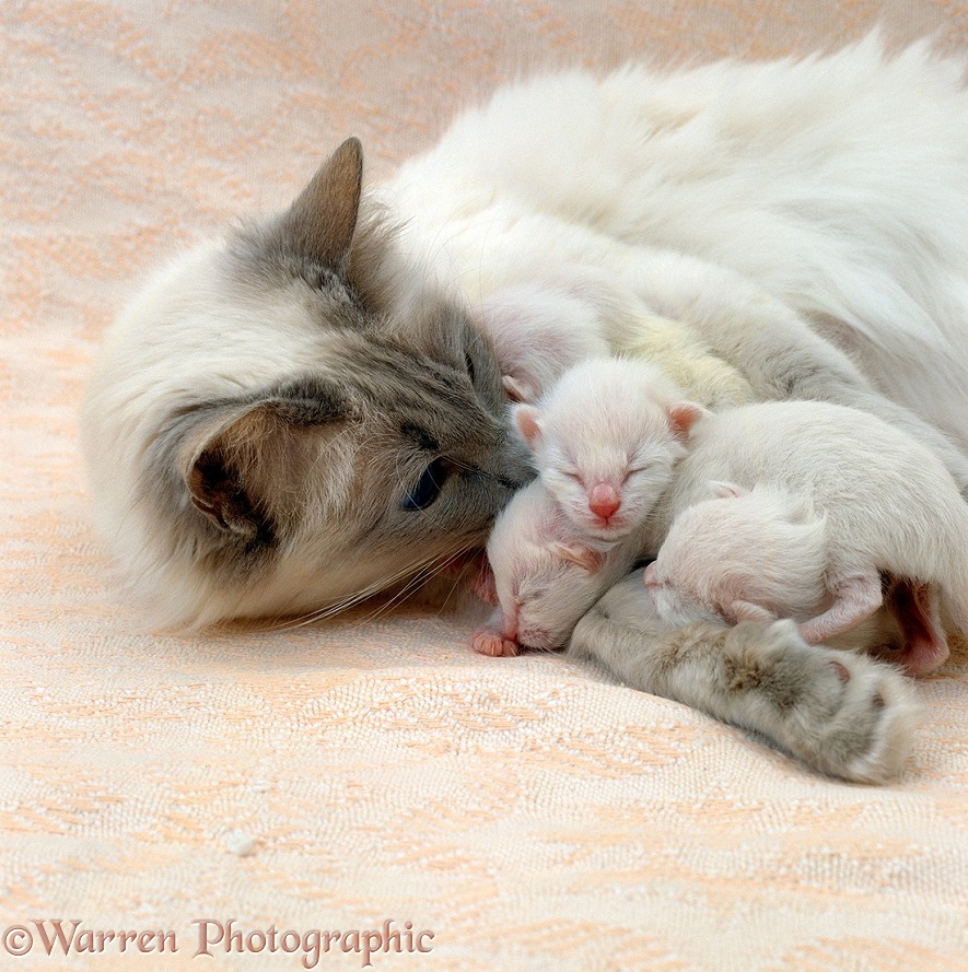 Balinese mother cat, Ryissa, with kittens, 3 days old