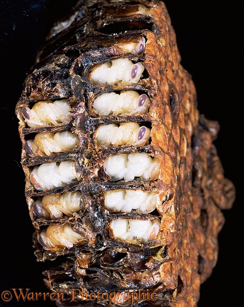 Honey Bee (Apis mellifera) worker pupae in sectioned comb