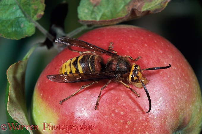 Hornet (Vespa crabro) male feeding on apple