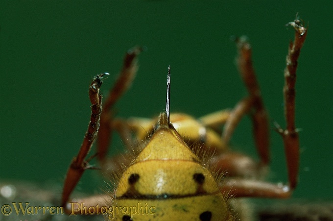 Close up of sting of Hornet (Vespa crabro)