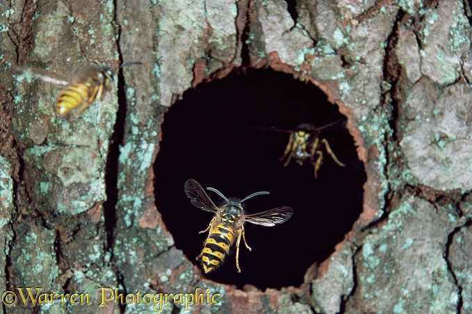 Common Wasp (Vespula vulgaris) workers flying in and out of nest hole