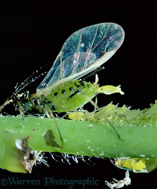 Winged female aphid (Aphididae) giving birth to young