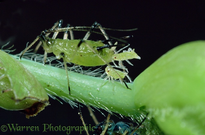 Female aphid (Aphididae) giving birth to young