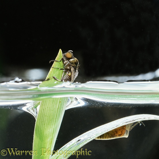 Newly emerged Black Fly (Simulium equinum) adult with aquatic pupa on water grass