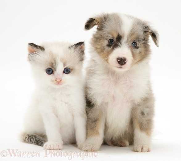 Birman-cross kitten with blue merle Shetland Sheepdog pup, white background