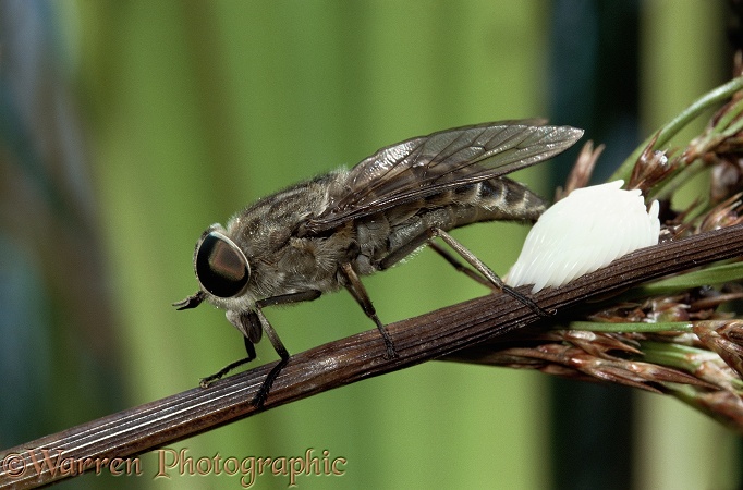 Female horsefly (Tabanus bromius) laying eggs on water rush over stagnant pond