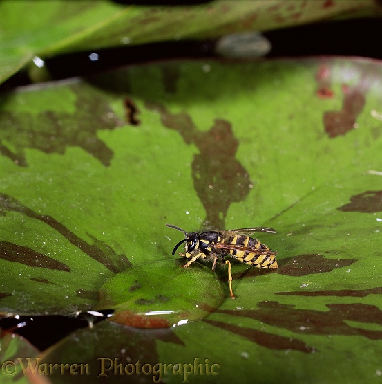 Saxony Wasp (Dolichovespula saxonica) drinking water from lily pad.  Europe