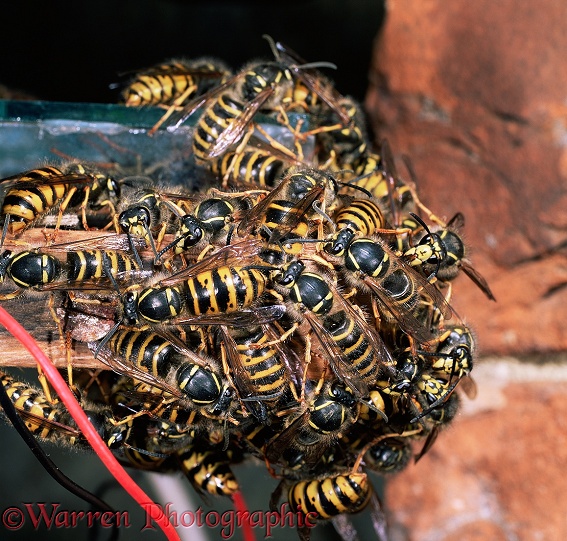 Saxony Wasp (Dolichovespula saxonica) queens at nest entrance waiting to be fed by returning workers
