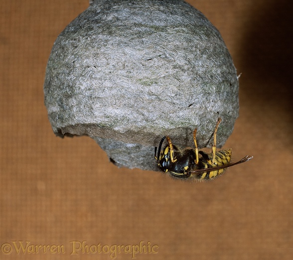 Saxony Wasp (Dolichovespula saxonica) queen building nest