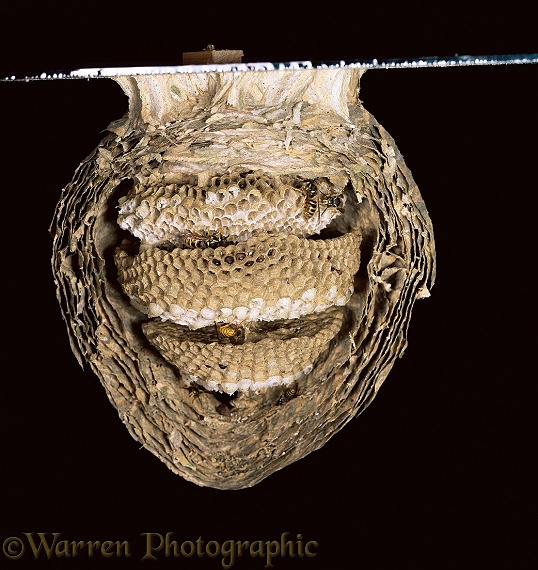 Nest of Saxony Wasp (Dolichovespula saxonica) exposed to show interior