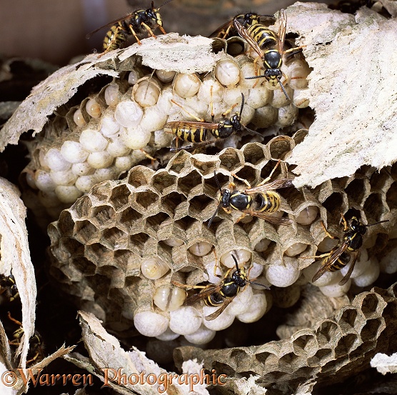 Nest of Saxony Wasp (Dolichovespula saxonica) exposed to show workers tending larvae and eggs