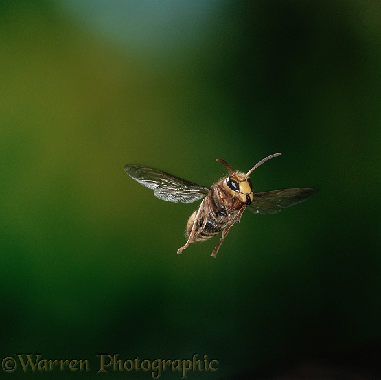 Hornet (Vespa crabro) flying