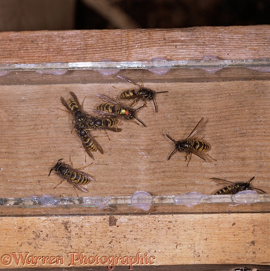 Common Wasps (Vespula vulgaris) at nest entrance. One paint marked