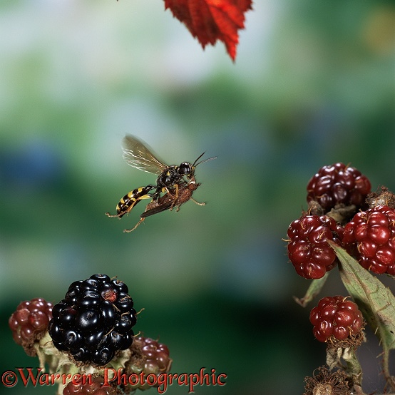 Field Digger Wasp (Mellinus arvensis) flying with fly prey