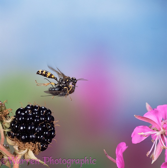 Field Digger Wasp (Mellinus arvensis) flying with bluebottle prey