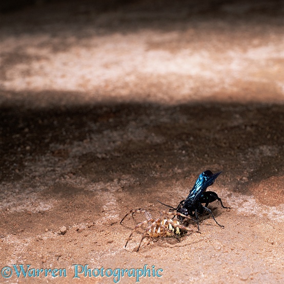 Spider hunting wasp (Pompilidae) with spider prey (Agriope sp).  East Africa