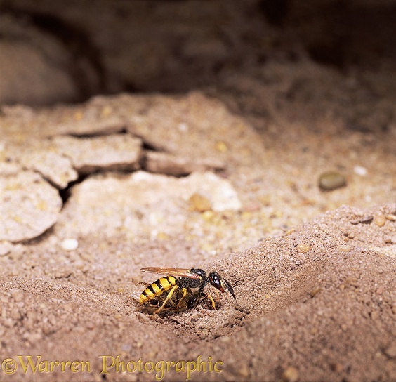 Female Bee-killer Wasp (Philanthus triangulum) with honey bee prey making nest hole