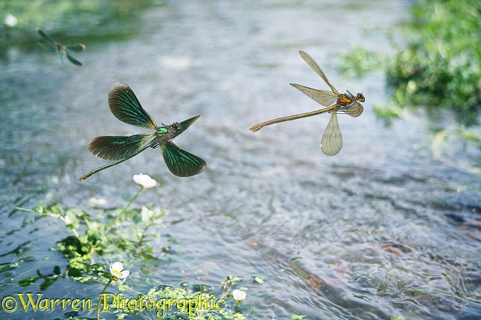 Beautiful Demoiselle (Calopteryx virgo) male and female in flight over a fast running stream with water crowfoot