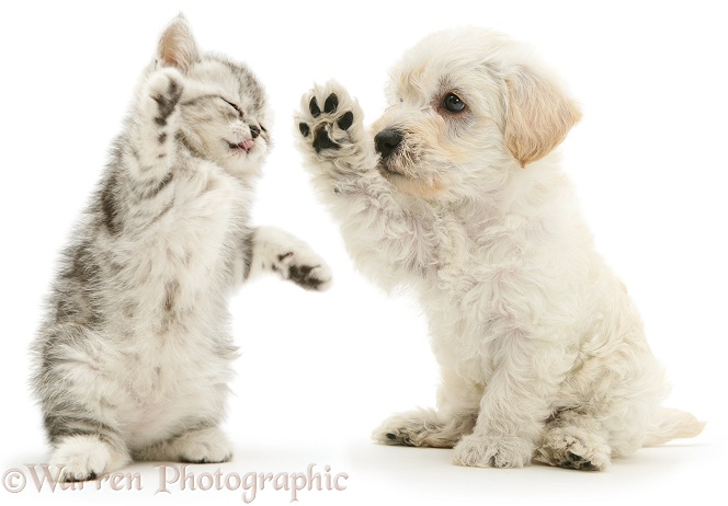 Woodle puppy and kitten boxing, white background