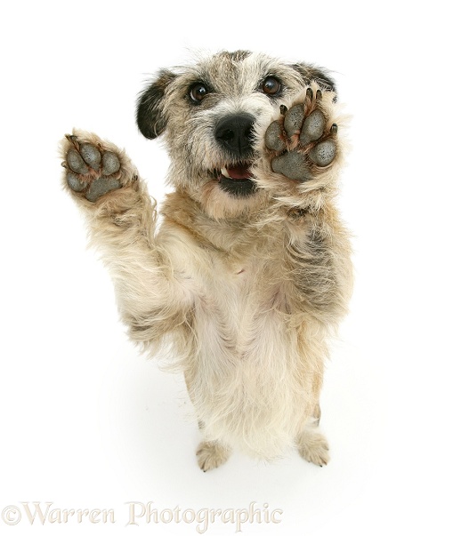 Patterdale x Jack Russell Terrier Jorge standing up and putting his paws up, from above, white background