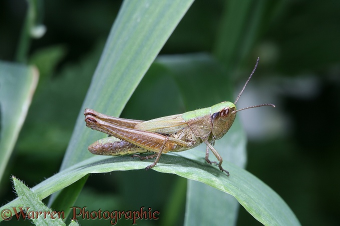 Common Field Grasshopper (Chorthippus brunneus) final instar nymph