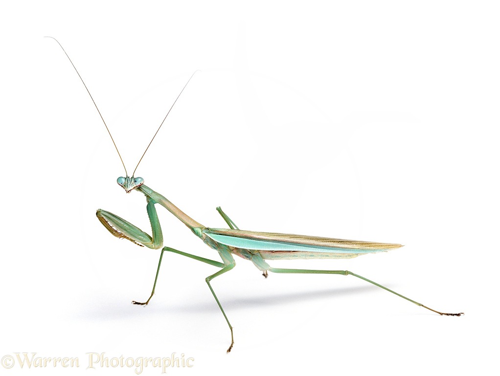 Japanese Praying Mantis (Paratenordera ardifolia) turning head to face us.  Japan, white background