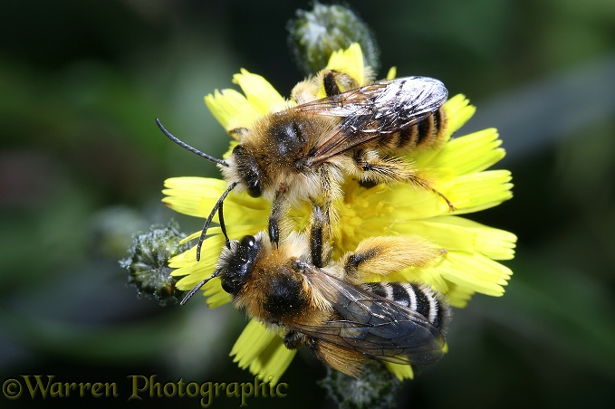 Hairy-legged Mining Bee (Dasypoda hirtipes) female fending off amorous male