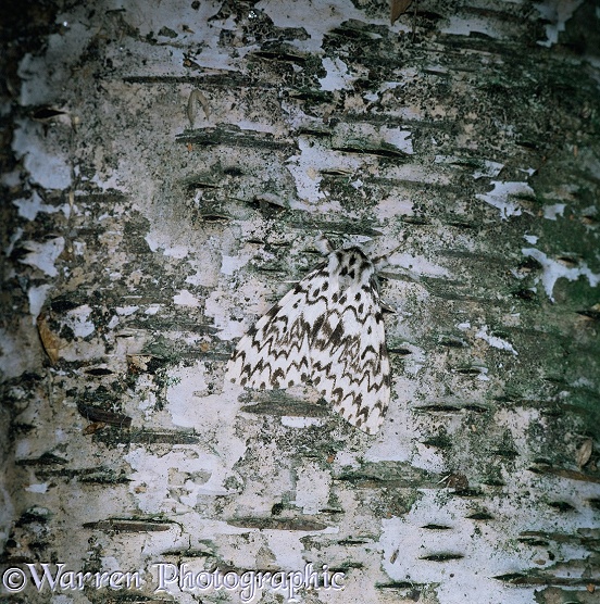 Black Arches Moth (Lymantria monacha) resting on birch tree trunk