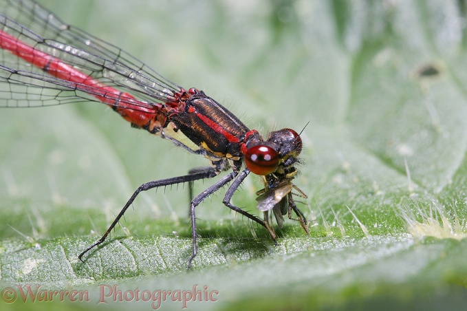 Large Red Damselfly (Pyrrhosoma nymphula) male feeding on insect prey