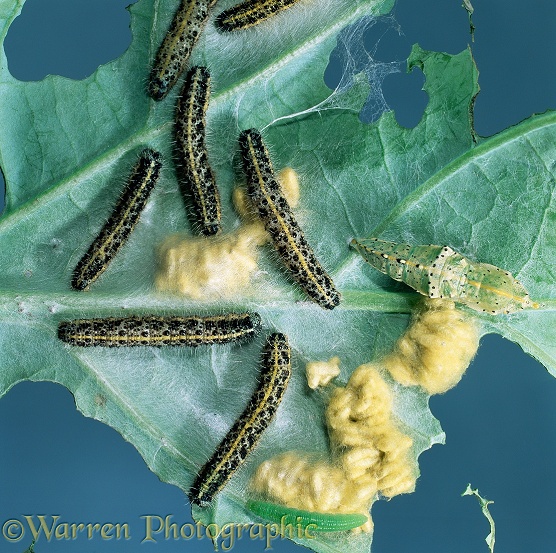 Large White Butterfly (Pieris brassicae) caterpillars parasitised by wasp (Apanteles glomeratus)