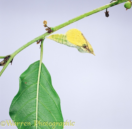 Brimstone Butterfly (Gonepteryx rhamni) pupa about to hatch. Sequence 1/4, white background