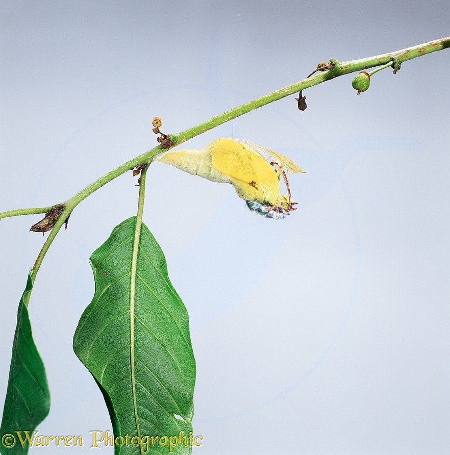 Brimstone butterfly male (Gonepteryx rhamni) emerging from pupa. Sequence 2/4