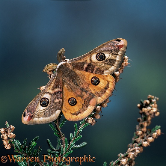 Emperor Moth (Saturnia pavonia) male on heather.  Europe