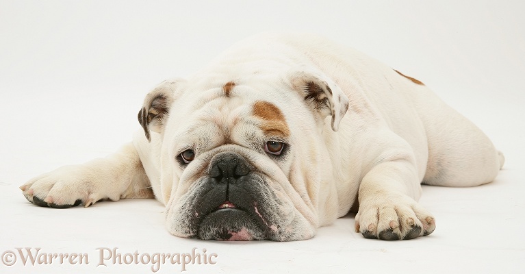 Red-and-white Bulldog with chin on floor, white background
