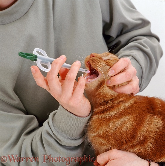 Giving tablet to an adult ginger cat using a pill giver, white background