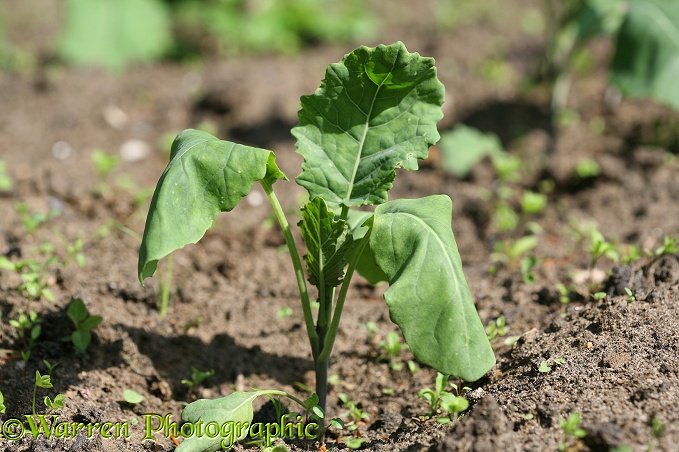 Cabbage Root Fly (Delia radicum) wilt in a young broccoli plant caused by larvae attacking the roots 