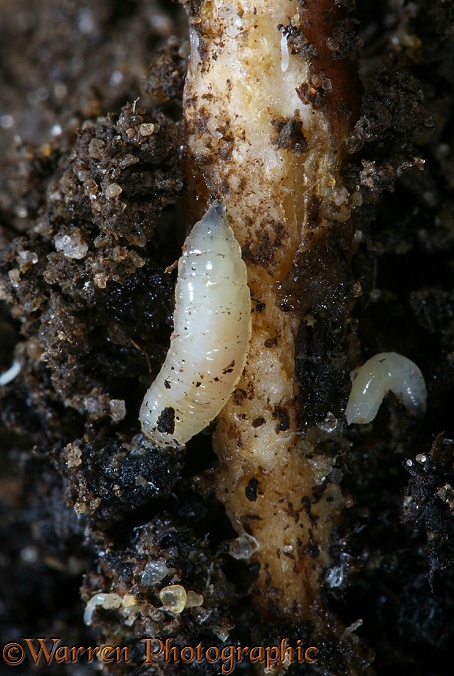 Cabbage Root Fly (Delia radicum) larvae attacking the roots of a young broccoli plant