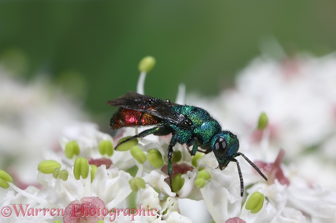 Ruby-tail Wasp (Chrysis ignita) on Hogweed flowers after rain