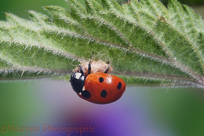 Seven-spot Ladybird (Coccinella 7-punctata) clinging to the cocoon of the Braconid wasp (Perilitus coccinellae) that has emerged from the ladybird's abdomen, paralysing but not killing it