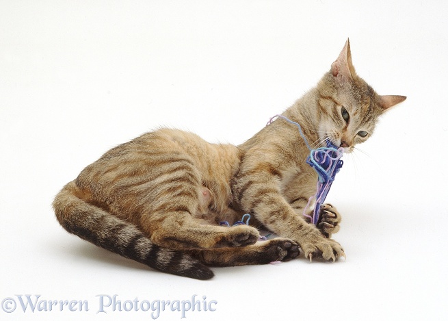 Female tabby cat playing with blue wool, white background
