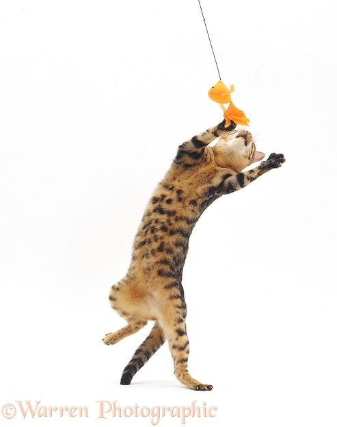 Brown Spotted Bengal female cat Oosha leaping for a cat-fishing toy, white background
