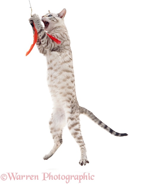 Sepia Spotted Snow Bengal cat with bird-simulating feather lure on a kitten-fishing line, white background